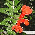 Granat (Punica)