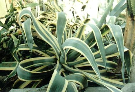 Agawa (Agave)