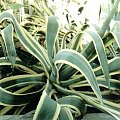 Agawa (Agave)