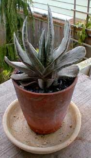 Gasteria (Gasteria)