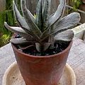 Gasteria (Gasteria)