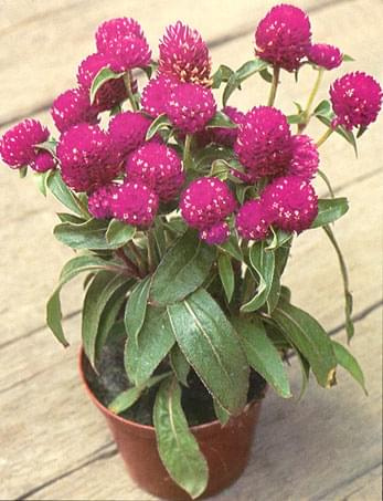 Gomfrena (Gomphrena)