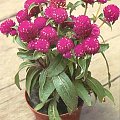 Gomfrena (Gomphrena)