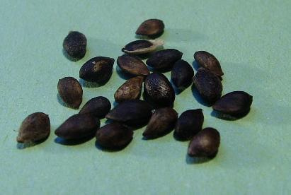MUGO PINE Pinus mugo seeds.