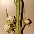 Cereus (Cereus)