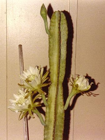 Cereus (Cereus)