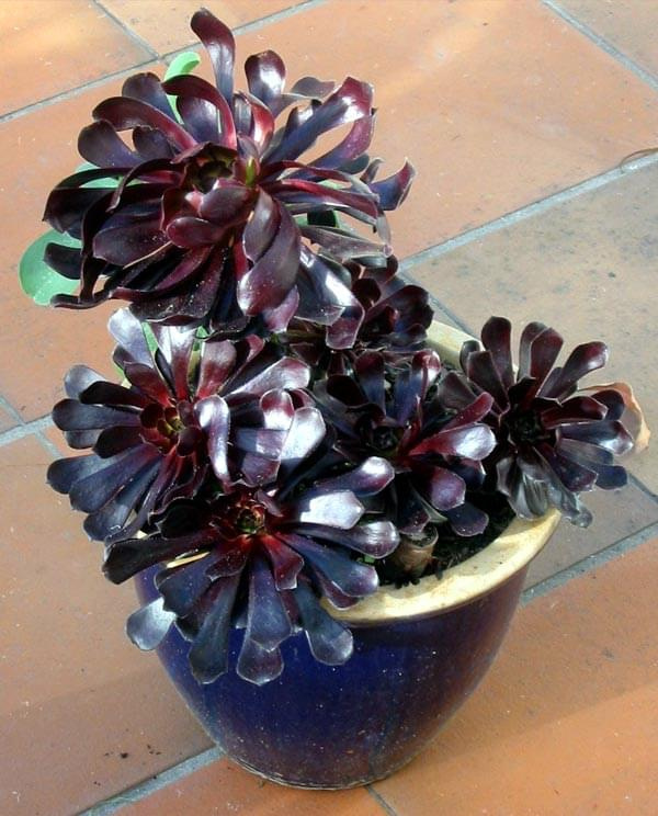 Eonium (Aeonium)