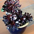 Eonium (Aeonium)