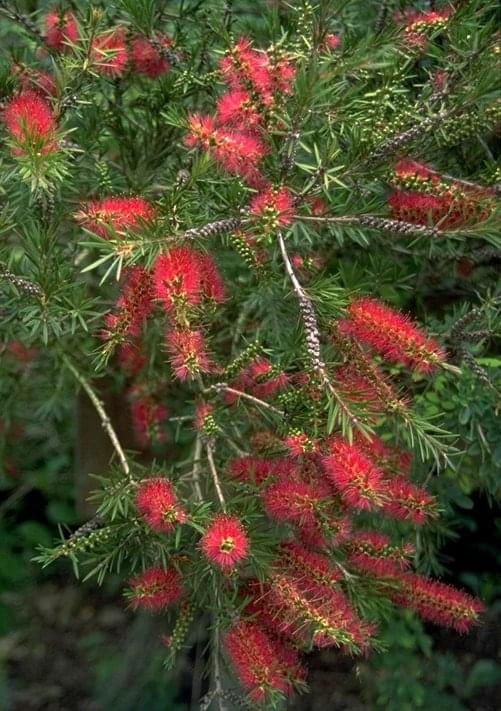 Kuflik (Callistemon)