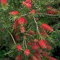 Kuflik (Callistemon)