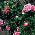Aster chiński (Callistephus chinensis)
