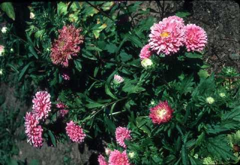 Aster chiński (Callistephus chinensis)