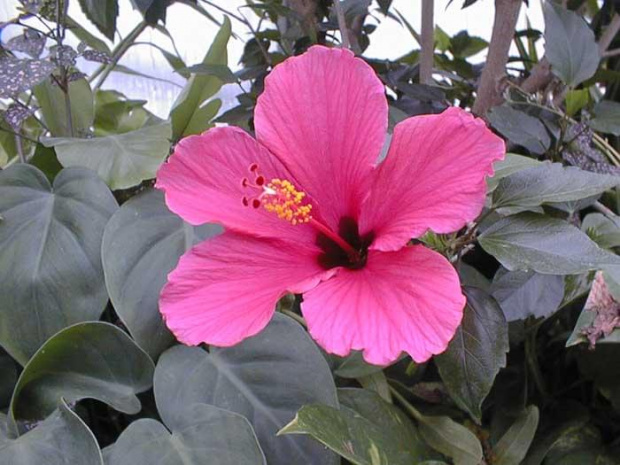 Ketmia (Hibiscus)