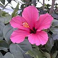 Ketmia (Hibiscus)
