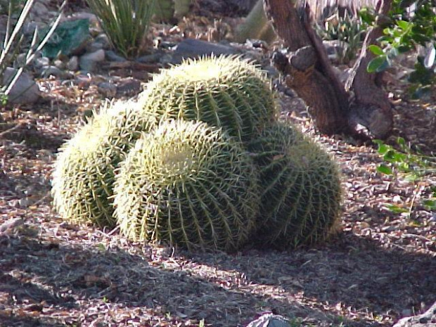 Echinokaktus (Echinocactus)