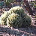 Echinokaktus (Echinocactus)