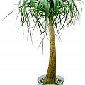 Nolina (Nolina)