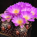 Mamilaria 2 (Mammillaria)