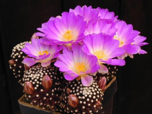 Mamilaria 2 (Mammillaria)