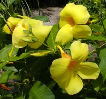 Alamanda (Allamanda cathartica)