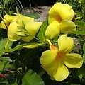 Alamanda (Allamanda cathartica)