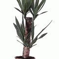 Juka (Yucca)