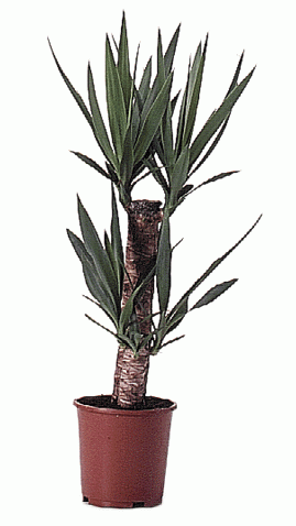 Juka (Yucca)