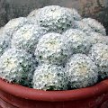 Mamilaria (Mammillaria)