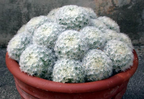 Mamilaria (Mammillaria)