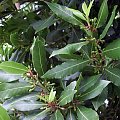 Laur “wawrzyn” (Laurus)