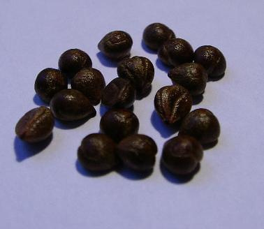 Virginia creeper seeds