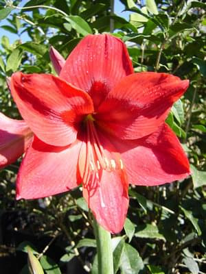 Hipeastrum (Hippeastrum)