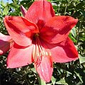 Hipeastrum (Hippeastrum)