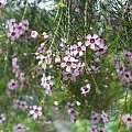 Chamelaucjum “woskowy kwiat” (Chamelaucium)