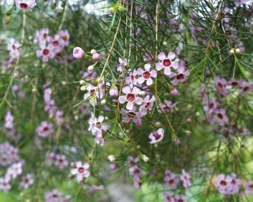 Chamelaucjum “woskowy kwiat” (Chamelaucium)