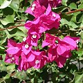 Bugenwilla (Bougainvillea)