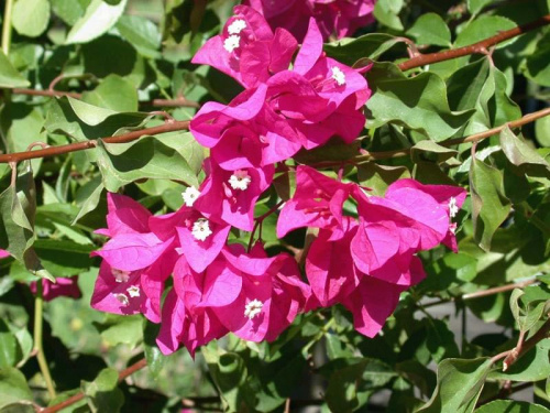 Bugenwilla (Bougainvillea)