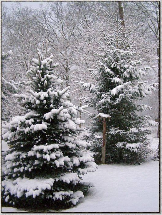 Nasze świerki pod pierzynką #zima #krajobrazy #rośliny #śnieg #drzewa #wieś