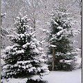 Nasze świerki pod pierzynką #zima #krajobrazy #rośliny #śnieg #drzewa #wieś