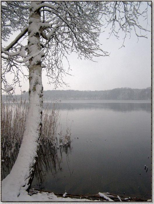Nawet łabędzie jeszcze gdzieś śpią w szuwarach... #zima #krajobrazy #rośliny #śnieg #drzewa #wieś #jezioro