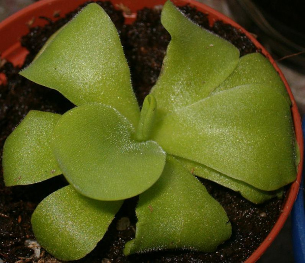 Pinguicula agnata