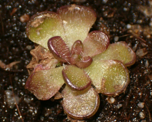 Pinguicula reticulata