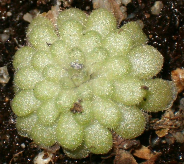 Pinguicula cyclosecta