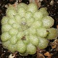 Pinguicula cyclosecta