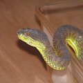 Trimeresurus stejnegeri X purpureomaculatus