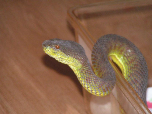 Trimeresurus stejnegeri X purpureomaculatus