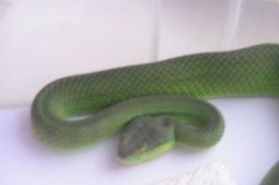 Trimeresurus albolabris