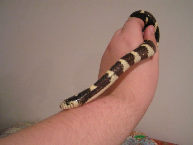 Lampropeltis getula californiae