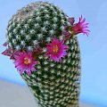 Mammillaria matudae #kaktusy