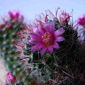 Mammillaria zeilmanniana #kaktusy